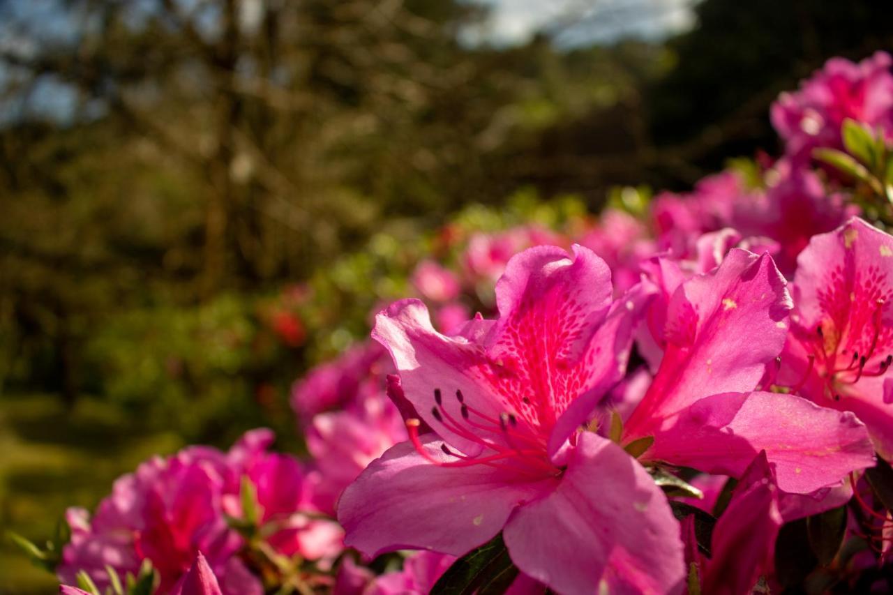 Quinta Da Mo * Furnas (Azores)